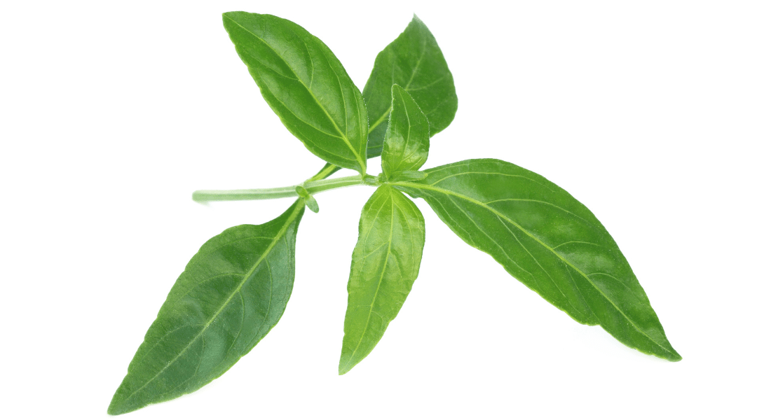 Andrographis Herb